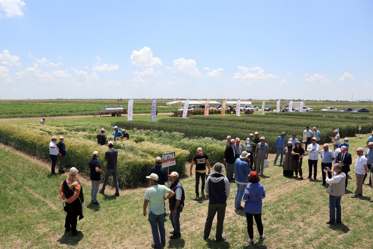 Konya'da geliştirilen hububatlar tohum sanayicisine tanıtıldı