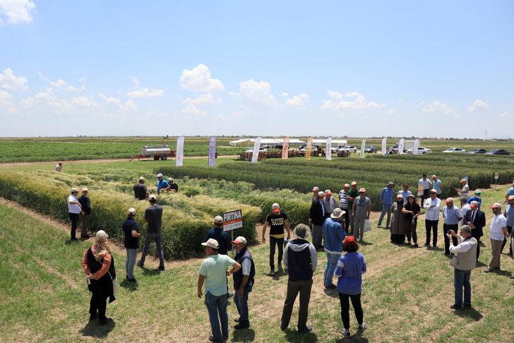 Konya'da geliştirilen hububatlar tohum sanayicisine tanıtıldı G1