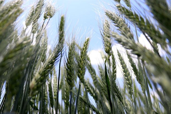 Konya'da geliştirilen hububatlar tohum sanayicisine tanıtıldı G2