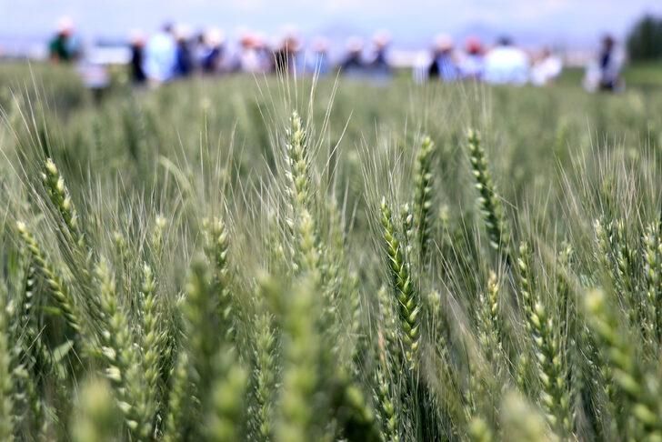 Konya'da geliştirilen hububatlar tohum sanayicisine tanıtıldı G3