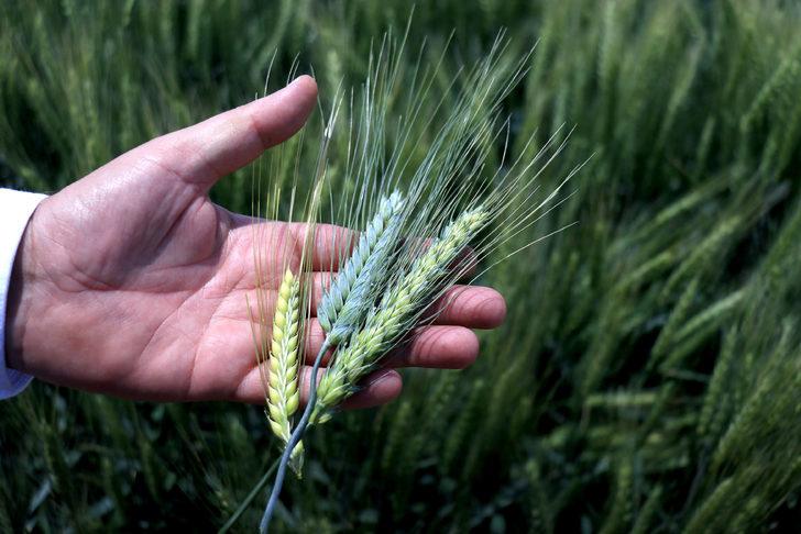 Konya'da geliştirilen hububatlar tohum sanayicisine tanıtıldı G4
