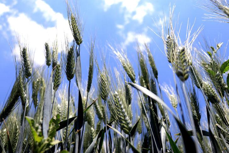 Konya'da geliştirilen hububatlar tohum sanayicisine tanıtıldı G5