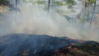 Adana'da çıkan orman yangını kontrol altına alındı