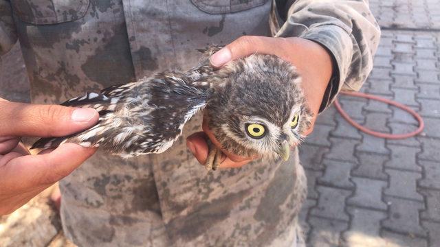 Şanlıurfa'da yaralı bulunan baykuş korumaya alındı