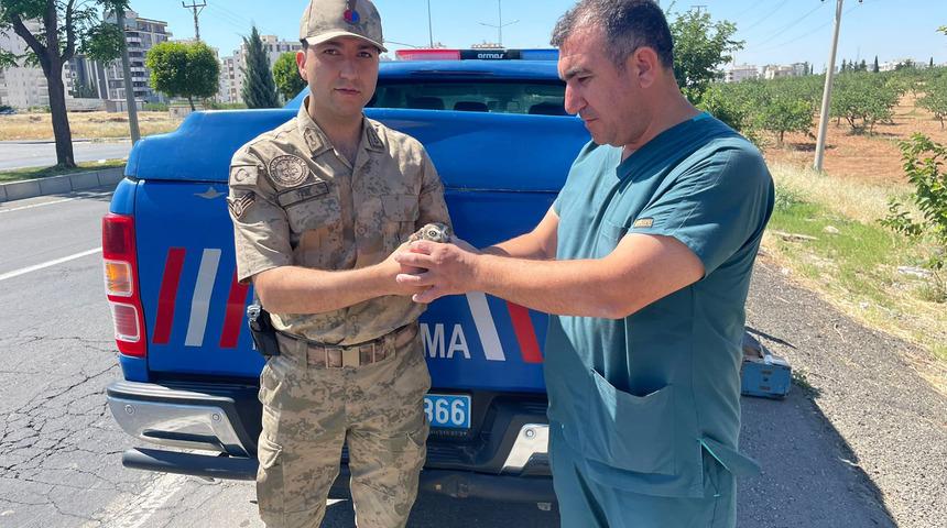 Şanlıurfa'da yaralı bulunan baykuş korumaya alındı
