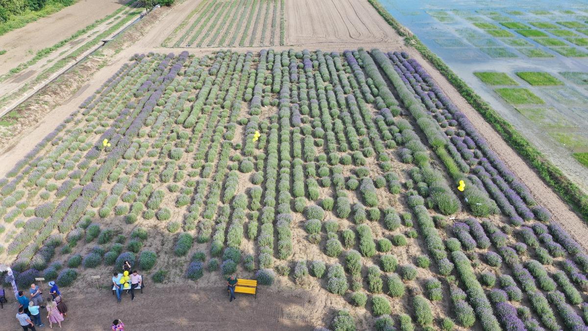 Edirne'nin "mor turizmi" Lavanta Tarla G&uuml;nleri sembolik hasatla başladı