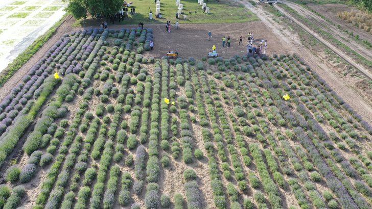 Edirne'nin "mor turizmi" Lavanta Tarla Günleri sembolik hasatla başladı G2
