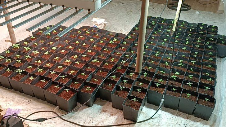 Tekirdağ'da bir apartman dairesinde Hint keneviri yetiştiren 2 şüpheli yakalandı G1