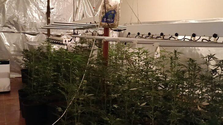 Tekirdağ'da bir apartman dairesinde Hint keneviri yetiştiren 2 şüpheli yakalandı G2