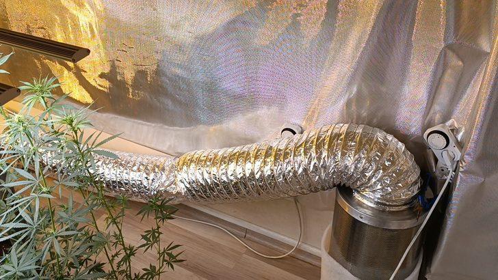 Tekirdağ'da bir apartman dairesinde Hint keneviri yetiştiren 2 şüpheli yakalandı G3