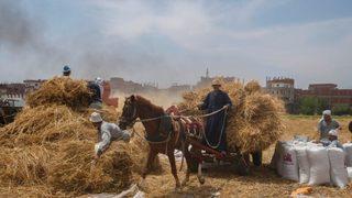 “Rusya Gıdayı Silah Gibi Kullanıyor”