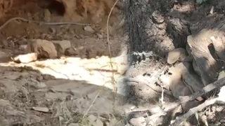 Hakkari'de dev yılanlar! Görüntüler korkuya yol açtı