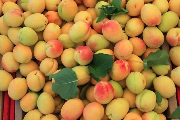 Malatya kayısısı tezgahlarda G3