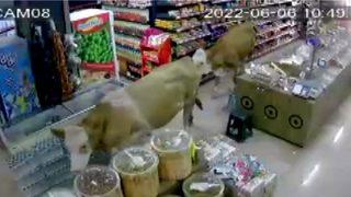 Sahibinin elinden kurtulan kurbanlık inekler markete girdi