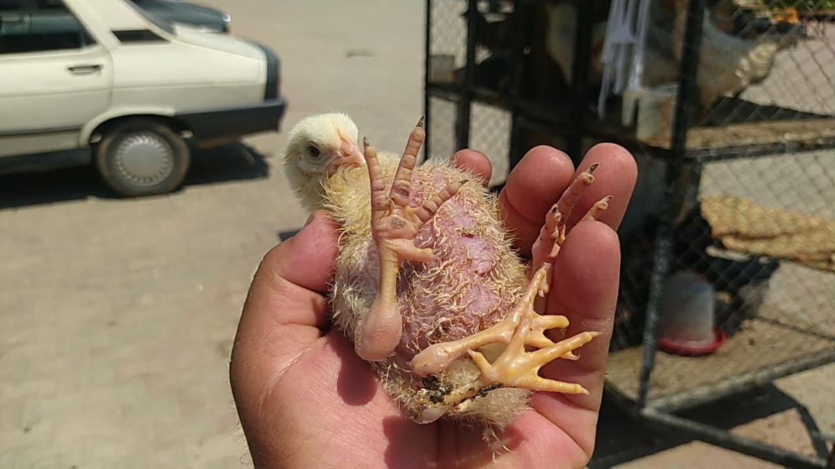 Adana'da yumurtadan 4 ayaklı civciv &ccedil;ıktı