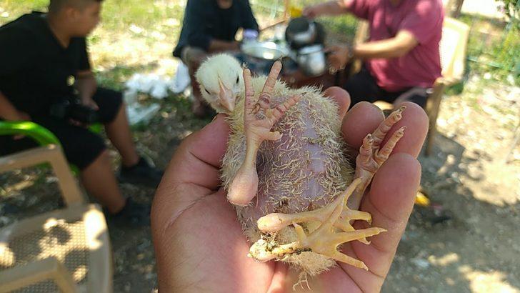 Adana'da yumurtadan 4 ayaklı civciv çıktı G2