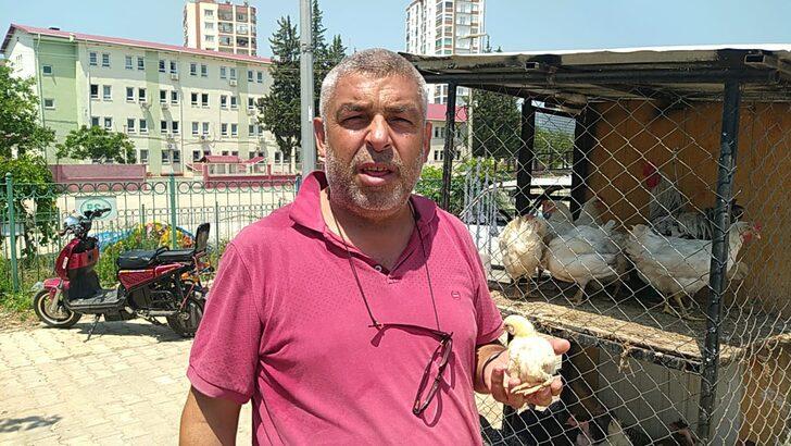 Adana'da yumurtadan 4 ayaklı civciv çıktı G3