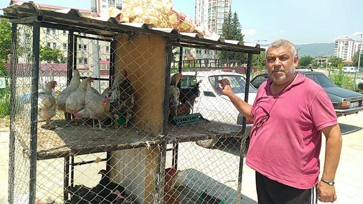 Adana'da Yumurtadan 4 Ayaklı Civciv çıktı - Adana Haberleri