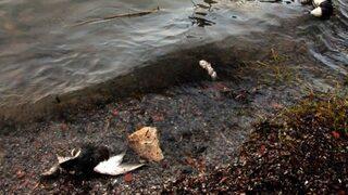 Uluabat Gölü’nde korkunç manzara