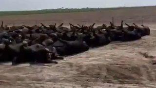 Amerika Birleşik Devletleri’nde aşırı sıcaklardan 2 bin sığır telef oldu! Görüntüler sosyal medyada gündem yarattı