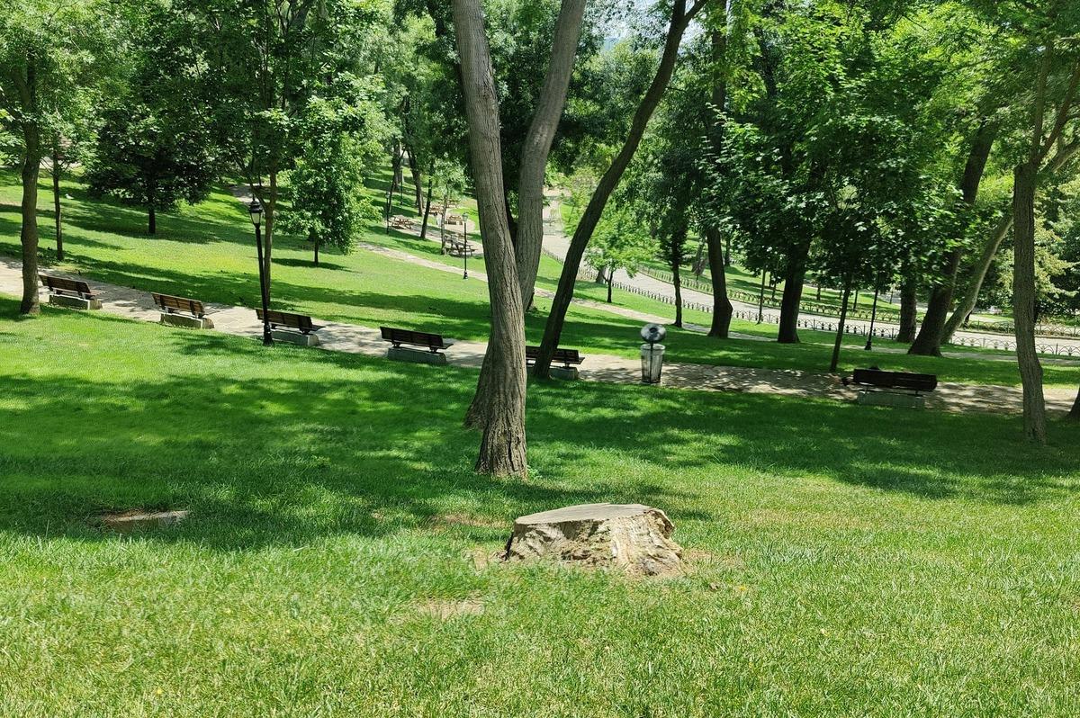 İBB ekipleri, Emirgan Korusu'ndaki 130 ağacı kesti