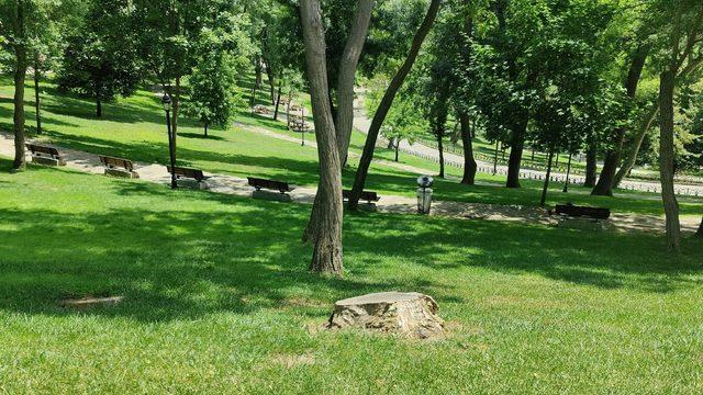 İBB ekipleri, Emirgan Korusu'ndaki 130 ağacı kesti