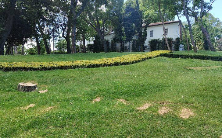 İBB ekipleri, Emirgan Korusu'ndaki 130 ağacı kesti G1