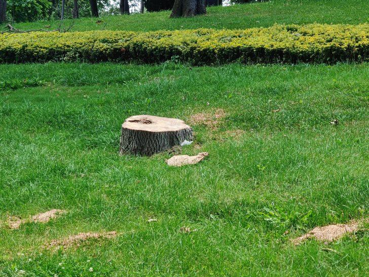 İBB ekipleri, Emirgan Korusu'ndaki 130 ağacı kesti G2