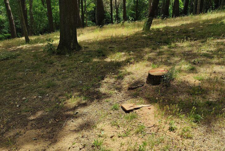 İBB ekipleri, Emirgan Korusu'ndaki 130 ağacı kesti G3