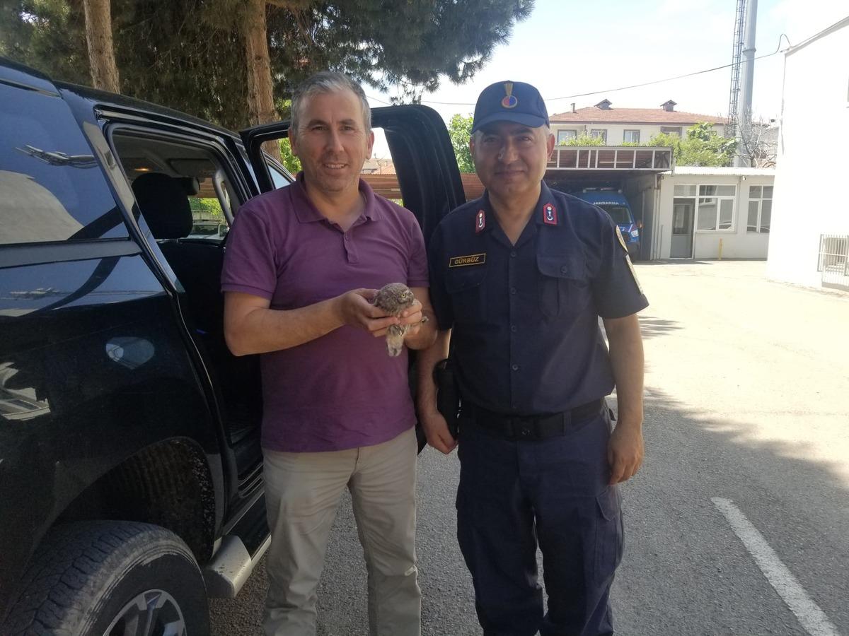 Sakarya'da yaralı halde bulunan kukumav tedaviye alındı