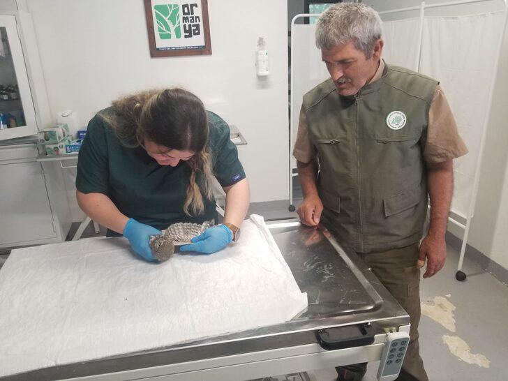 Sakarya'da yaralı halde bulunan kukumav tedaviye alındı G2