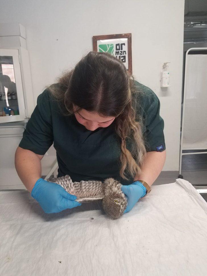 Sakarya'da yaralı halde bulunan kukumav tedaviye alındı G3