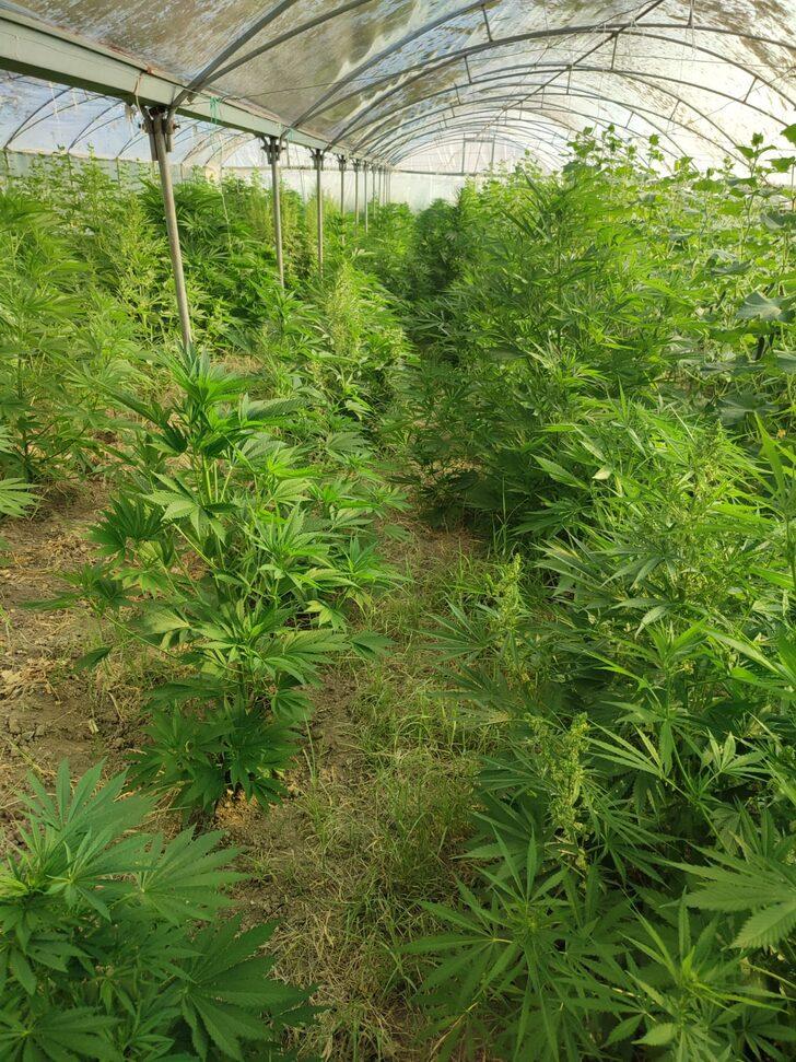 Adıyaman'da Hint keneviri yetiştiren şüpheli tutuklandı G1