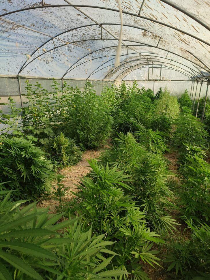 Adıyaman'da Hint keneviri yetiştiren şüpheli tutuklandı G2