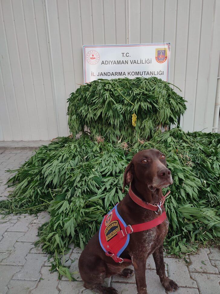 Adıyaman'da Hint keneviri yetiştiren şüpheli tutuklandı G3