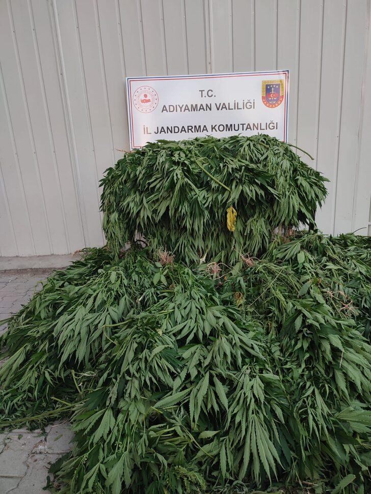 Adıyaman'da Hint keneviri yetiştiren şüpheli tutuklandı G4