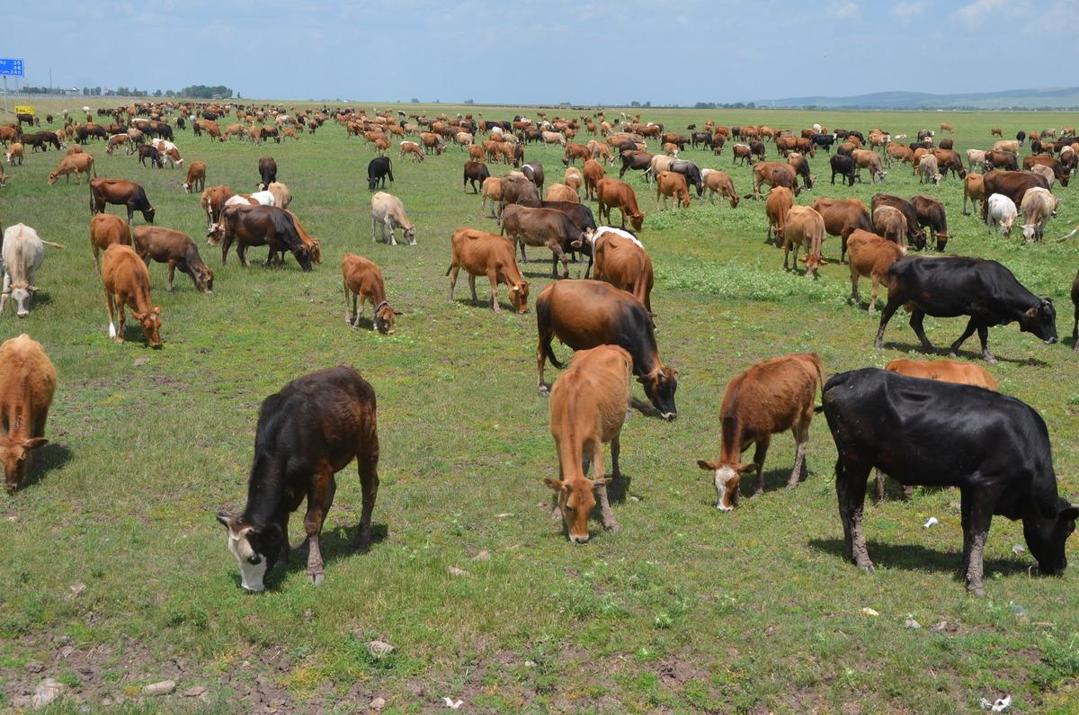 Muş'ta devlet desteğiyle hayvancılık gelişiyor