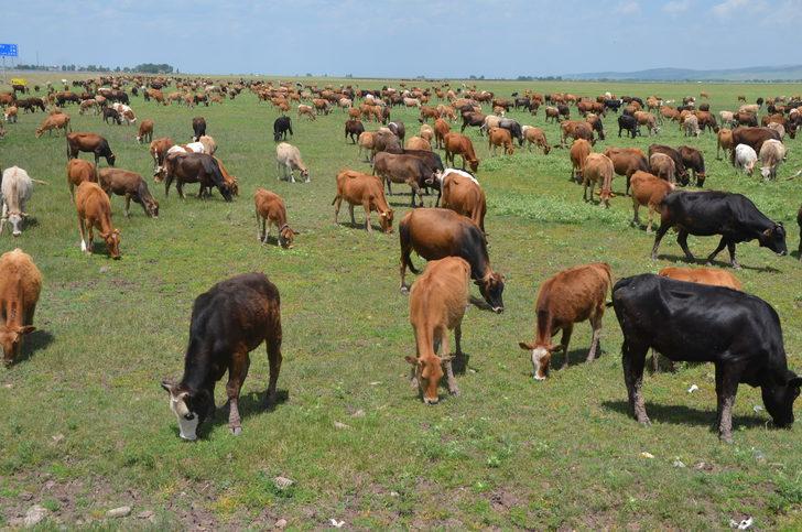 Muş'ta devlet desteğiyle hayvancılık gelişiyor G1