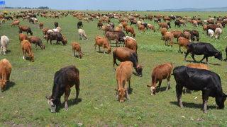 Muş'ta devlet desteğiyle hayvancılık gelişiyor