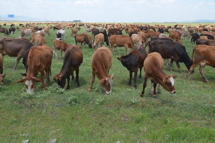 Muş'ta devlet desteğiyle hayvancılık gelişiyor G2