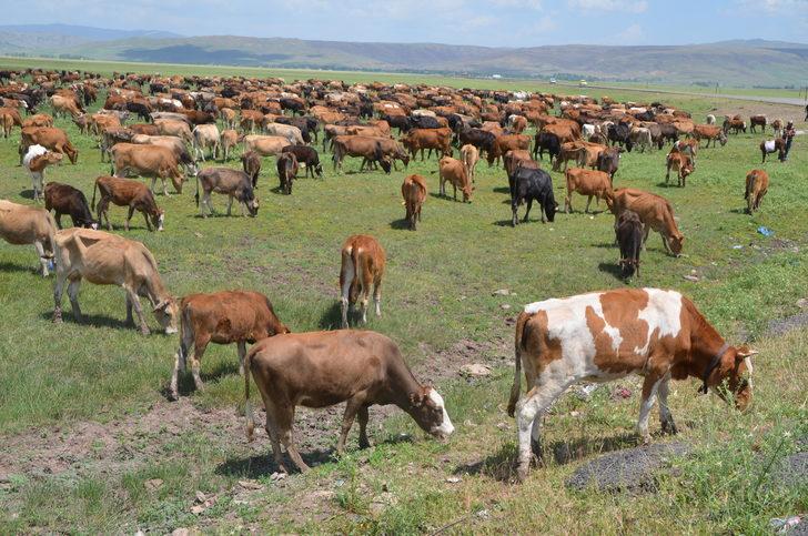 Muş'ta devlet desteğiyle hayvancılık gelişiyor G3