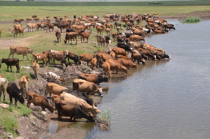 Muş'ta devlet desteğiyle hayvancılık gelişiyor G4