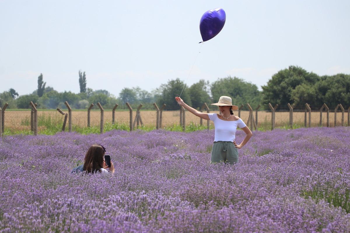 Edirne'deki lavanta tarlaları komşu illerden ziyaret&ccedil;ileri ağırlıyor