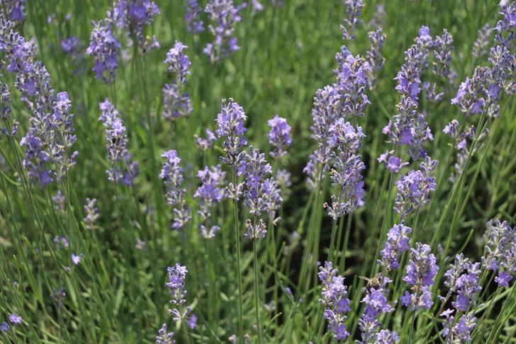 Edirne'deki lavanta tarlaları komşu illerden ziyaretçileri ağırlıyor G5