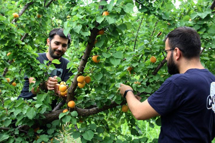 Mersin'de geliştirilen "Çağataybey" kayısı çeşidinde bu yıl verim yüksek G1