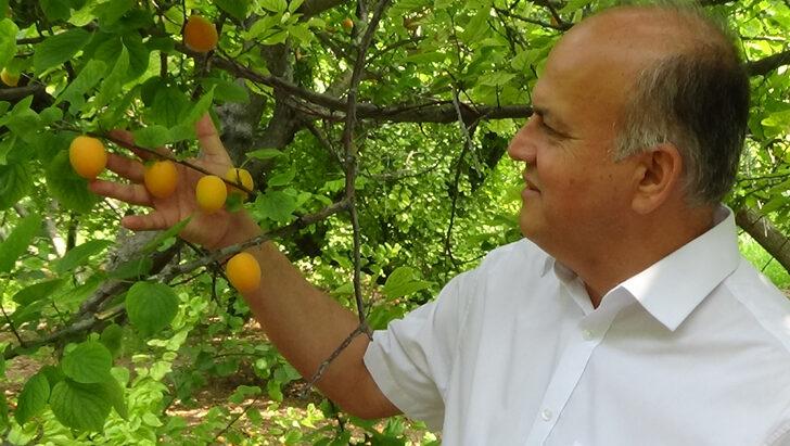 Mersin'de geliştirilen "Çağataybey" kayısı çeşidinde bu yıl verim yüksek G2