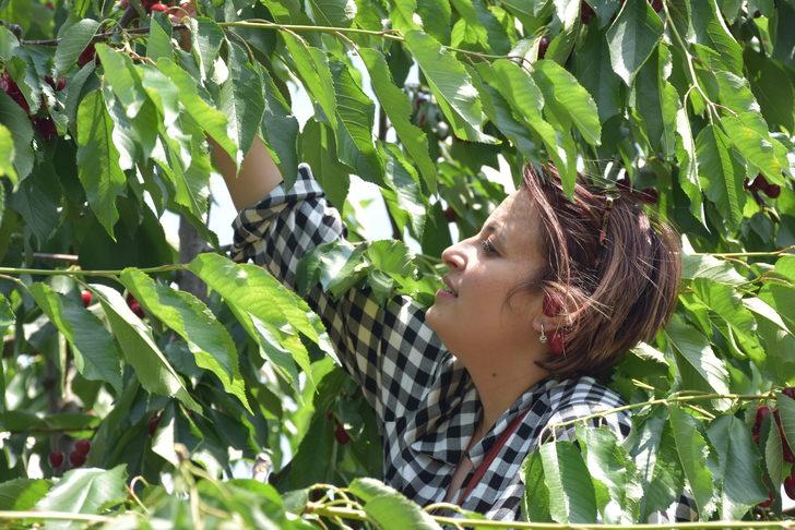 İstanbul'dan ekoturizm için geldikleri Bilecik'te dalından kiraz topladılar G2