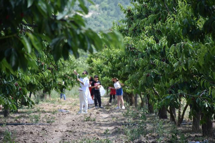 İstanbul'dan ekoturizm için geldikleri Bilecik'te dalından kiraz topladılar G4