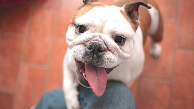 Veterinerler, bulldog türleri için 'iyileştirilene kadar satın alınmamalı' uyarısı yapıyor