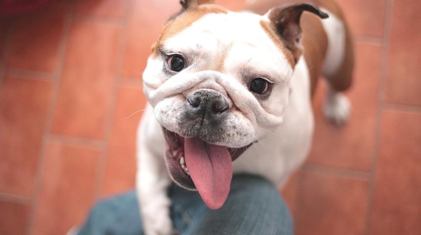 Veterinerler, bulldog t&uuml;rleri i&ccedil;in 'iyileştirilene kadar satın alınmamalı' uyarısı yapıyor